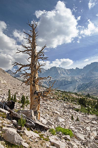 picture of Sierra
