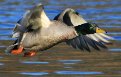 picture of bird