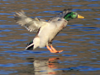 picture of bird