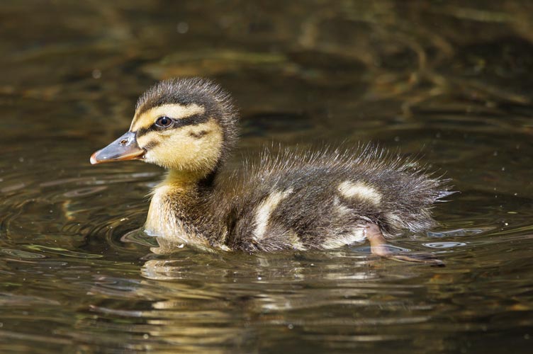 picture of bird
