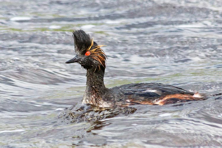 picture of bird