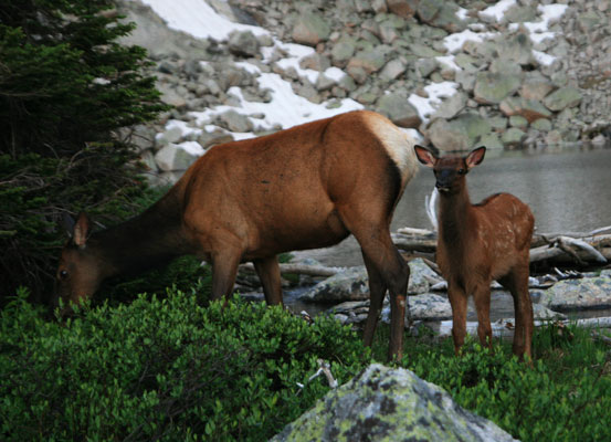 picture of elk