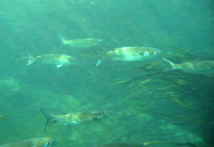 picture of fish