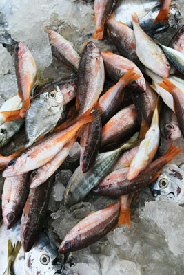 picture of fish