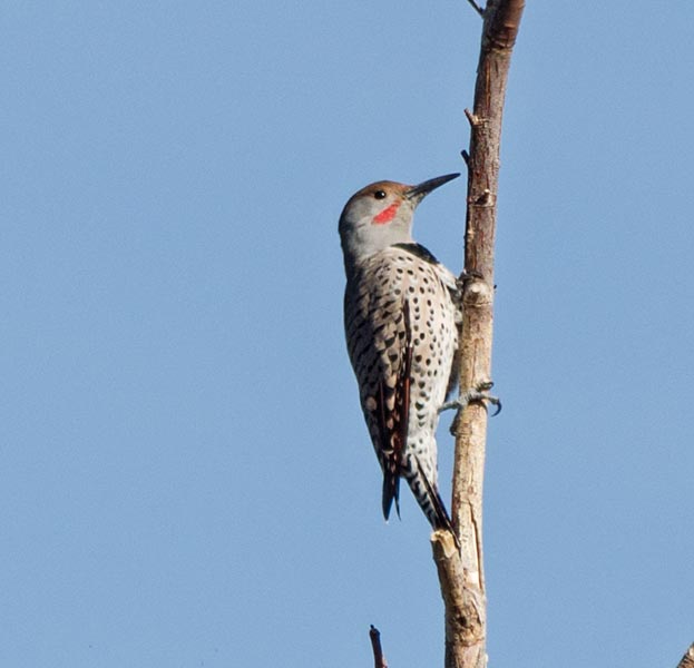 picture of bird