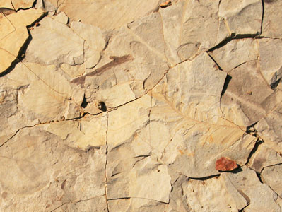 picture of mt Fossils