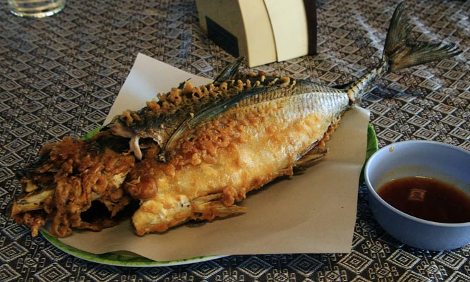 picture of fish