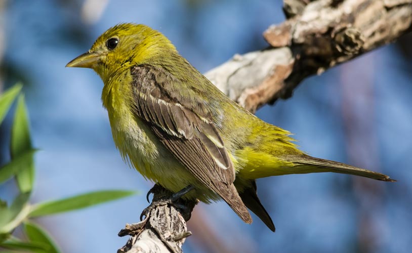 picture of bird