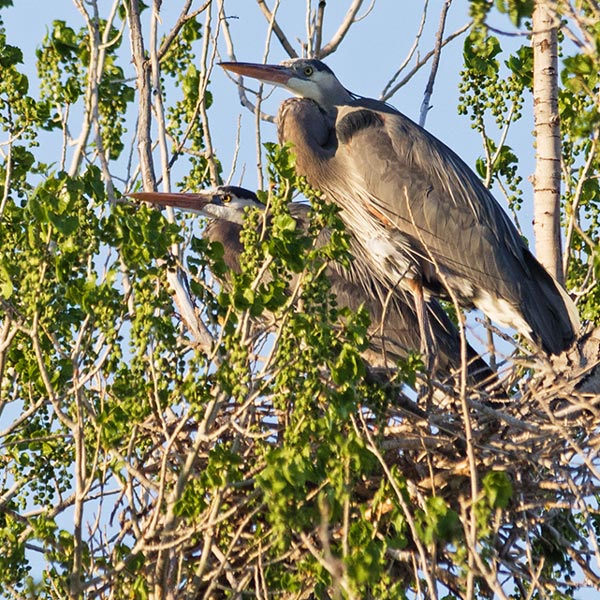 picture of bird