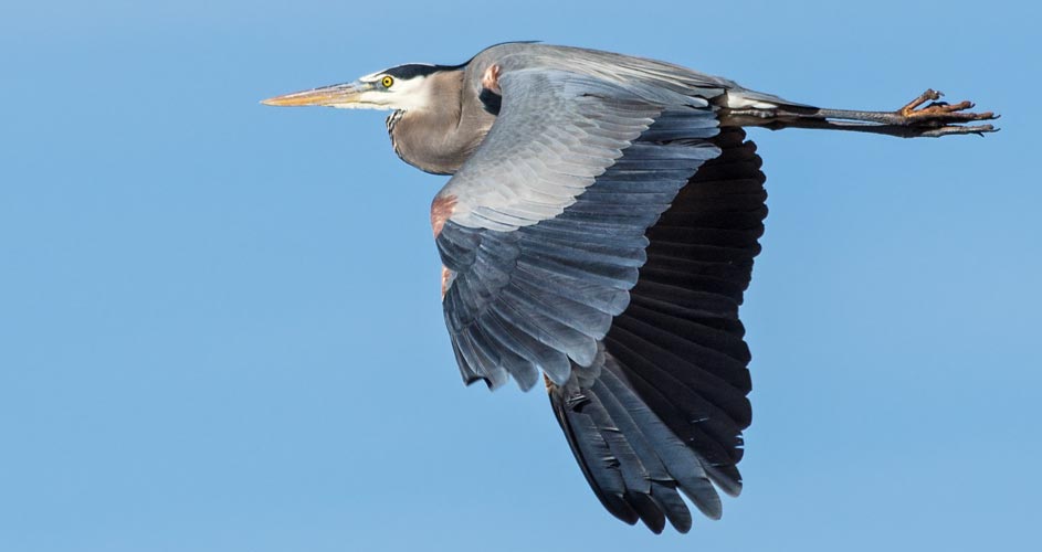 picture of bird
