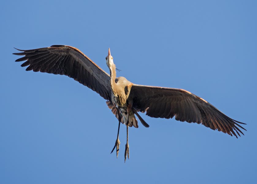 picture of bird