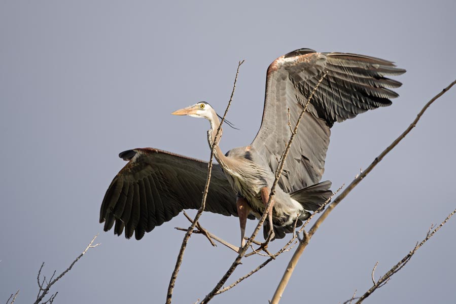 picture of bird