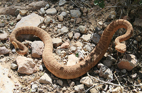 picture of snake
