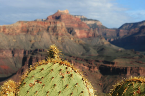 picture of grand canyon