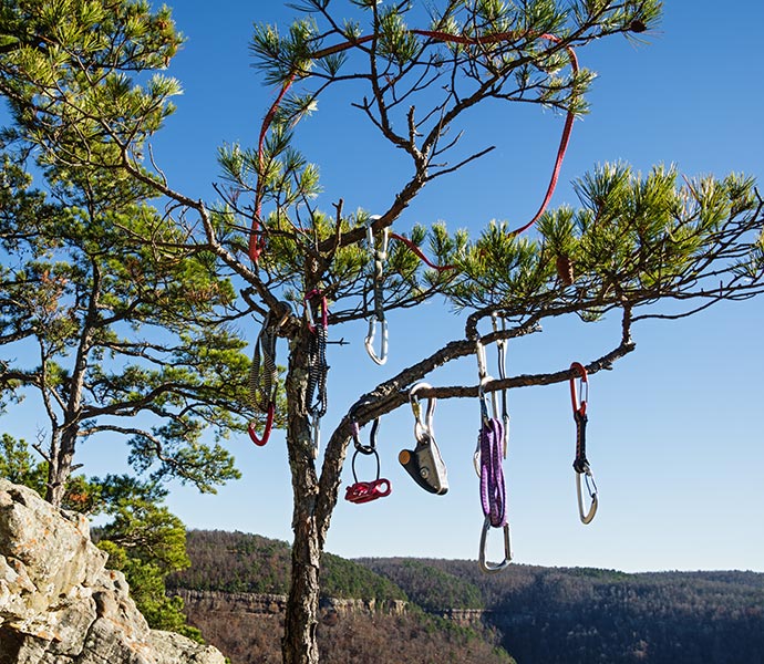 picture of gear tree
