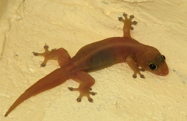 picture of lizard