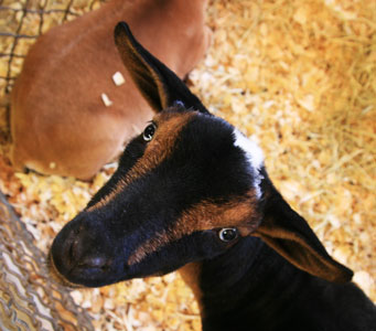 picture of goat