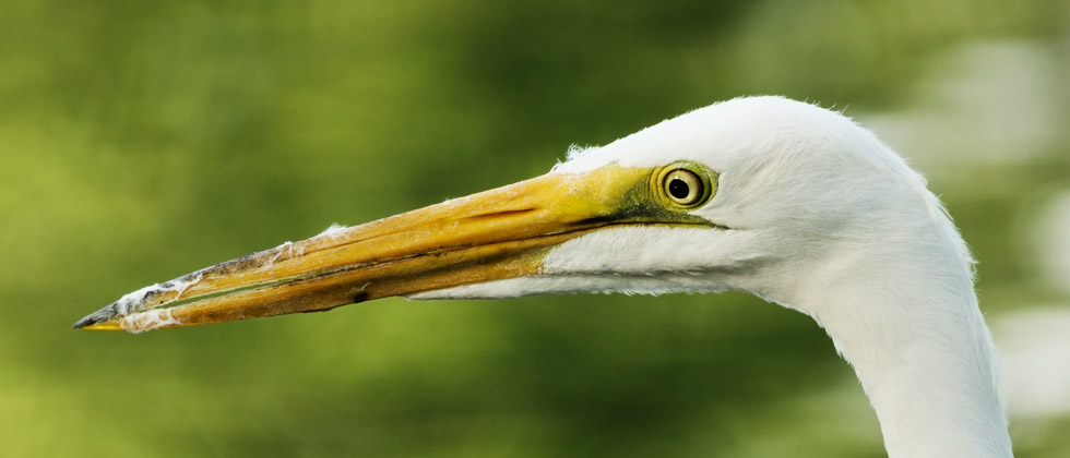 picture of bird