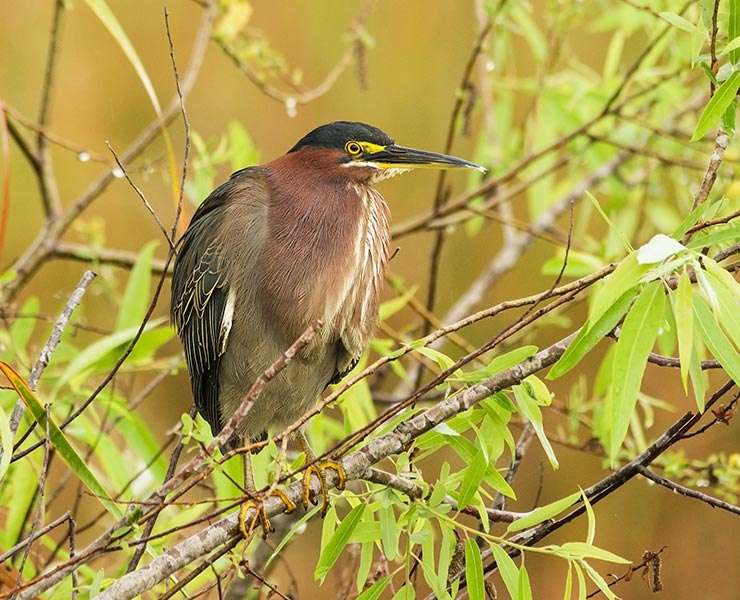 picture of bird