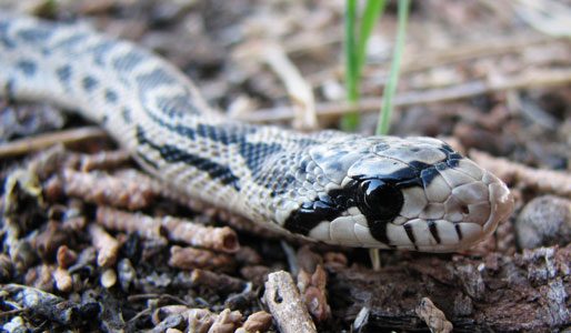 picture of snake