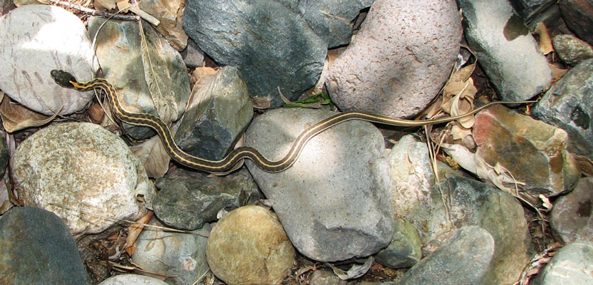 picture of Black Canyon