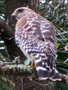 picture of hawk