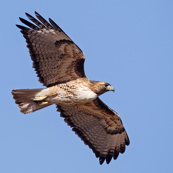 picture of bird