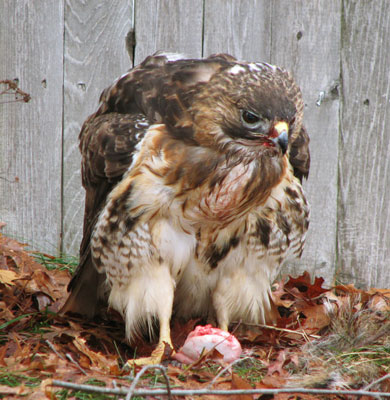 picture of bird