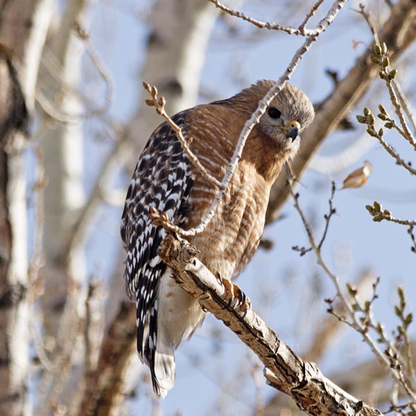 picture of bird