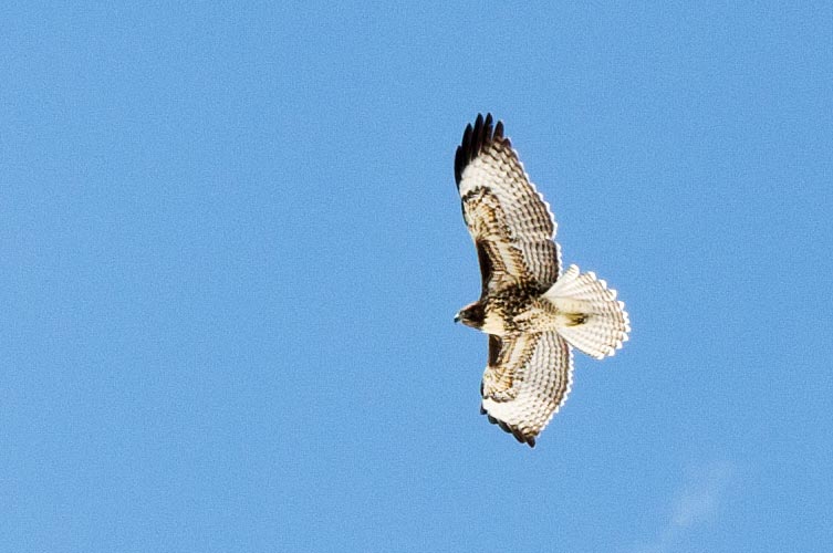 picture of hawk