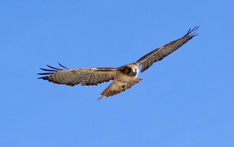picture of bird