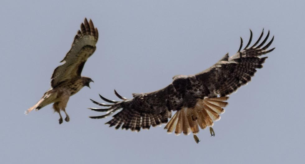 picture of bird