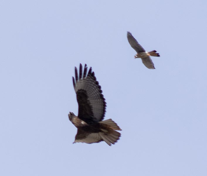 picture of hawk