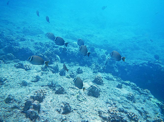 picture of Nalumon