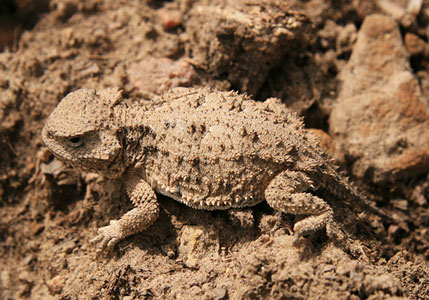 picture of lizard