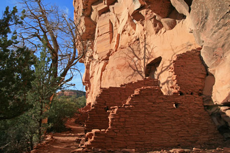 picture of cactus