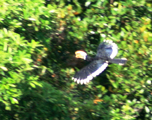 picture of bird