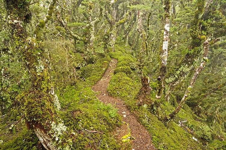 picture of New Zealand
