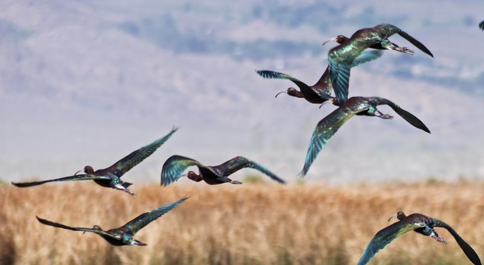 picture of bird