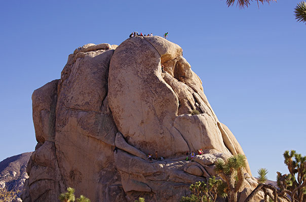 picture of Joshua Tree