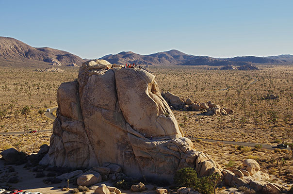 picture of Joshua Tree