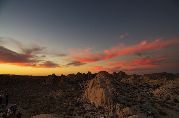 picture of Joshua Tree