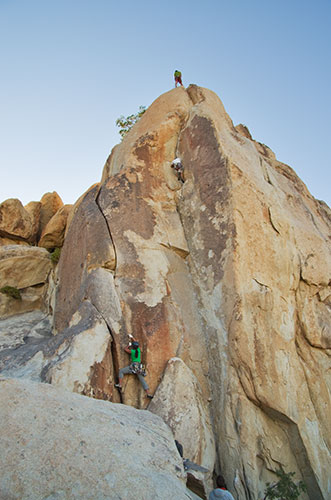 picture of Joshua Tree