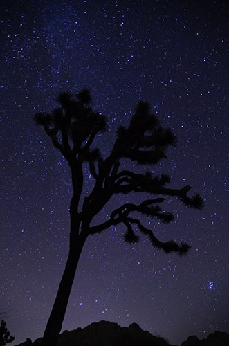picture of Joshua Tree