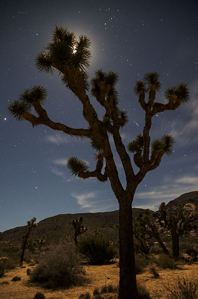 picture of j tree