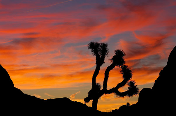 picture of Joshua Tree