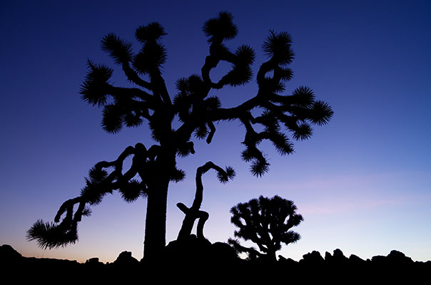 picture of Joshua Tree