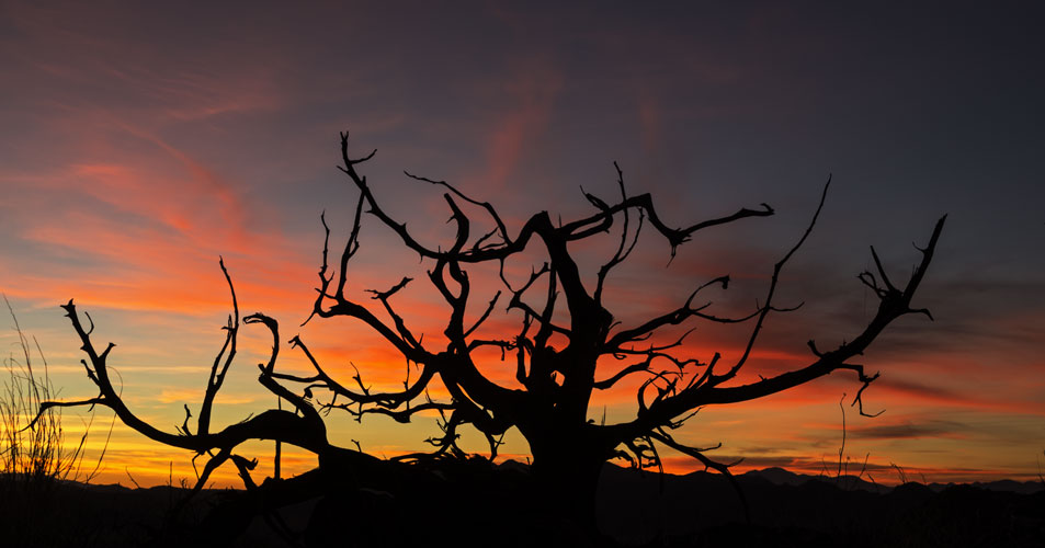 picture of j tree