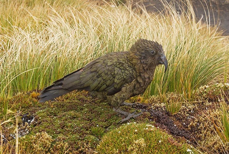 picture of New Zealand