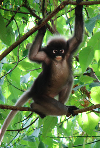 picture of monkey